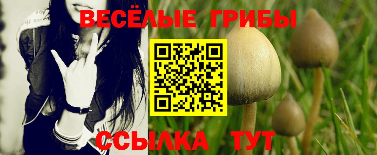 Касимов  Галлюциногенные грибы мицелий  купить наркоту  Вход с VPN  Галлюциногенные грибы прущие грибы 